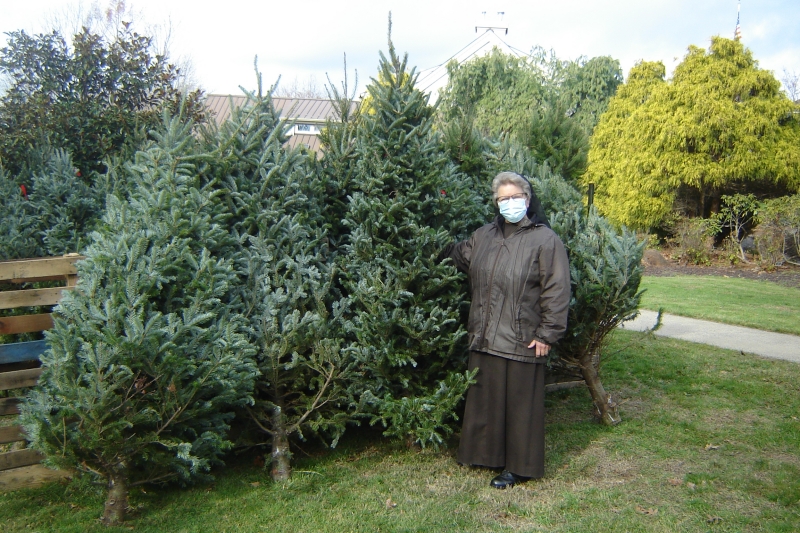 SSG with Trees800